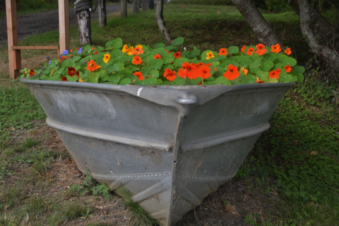 a boat of Nasturtium